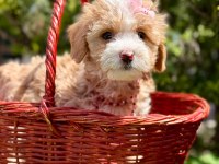 Maltipoo Dizayn Irk Sevimli Yavrular