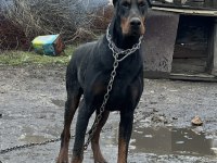 Safkan doberman yavrular