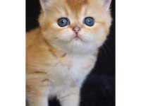 Ny12 Golden British Shorthair Yavrular