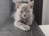 British shorthair yavrularımıza yuva arıyoruz