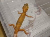 Leopar gecko