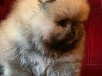 teddy bear boo yavrular taksitle heryere gönderilir