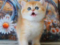 Sarı Kürklü Golden British Shorthair