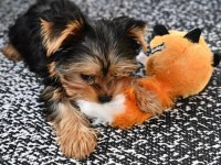 Dişi erkek yorkshire terrier