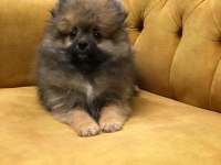 Tatlımı tatlı bir pomeranian prenses 3 buçuk aylık