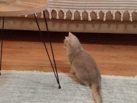 British Shorthair 3 aylık golden