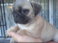 Pug mops bebekler