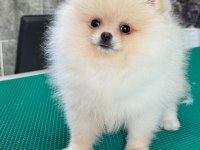 Teddy Teacup Pomeranian Yavrularımız