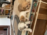 Minik Güzel Chihuahua Şivava