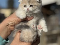 A kalite tricolor dişi scottish fold yavrumuz
