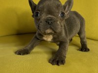 French bulldog blue erkek yavru