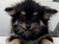 Black Tan Chihuahua Yavru