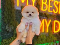 Ayı Surat Pomeranian Bebeklerimiz