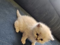 Scottish fold blue point mükemmel yavrular