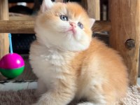 Saf Kan Golden British Shorthair Yavrular (Wcf kayıtlı)