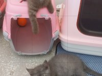 Güzel british shorthair yavrular