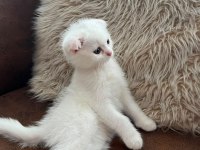 3 aylık dişi scottish fold beyaz