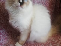 Ragdoll Erkek Kedim