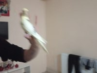 Zincir desen sultan papağanı