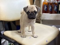 Hamburger Face Gül Kuyruk Pug Mops Bebek