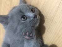 British shorthair 2 aylık kediler