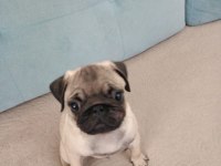 3 aylık pug erkek