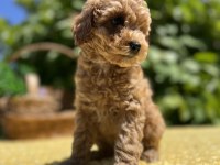 Harika Güzellikte Toy Poodle Yavrular