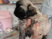 Pekinez yavru köpek dişi ve erkek