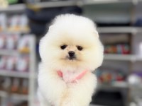 Yavru Pomeranian Boolar