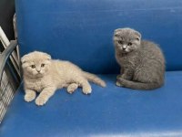 Wc Eğitimli Uysal Scottish Fold Bebekler