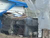 2 dişi ve 1 erkek pug