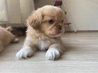 Pekinez yavruları