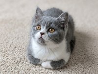 Muhteşem British Shorthair Blue Bicolor Dişi Yavrular