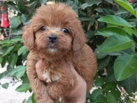 Maltipoo yavrular