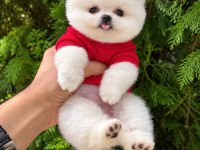 Taecup 2 Adet Dişi Pomeranian