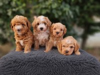MALTİPOO  YAVRULARIMIZ 