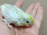 Gökkuşağı forpus papağanı