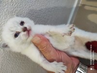 British shorthair 26 günlük yavrular