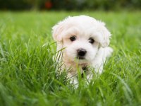 3 aylık terrier