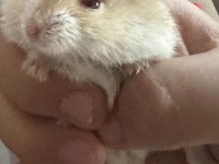 Benim iki hamsterim var taşınacağım için satıcam
