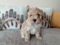 Muhteşem Maltipoo bebek köpekler