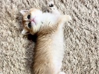 Safkan Golden British Shorthair Ny12 (WCF)
