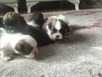 Shih tzu (şitzu) o numara erkek ve dişi yavrular