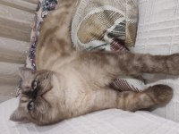 British shorthair blue point