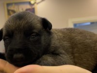 FCI Şecere Malinois