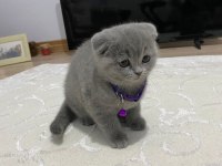 Güzel scottish fold kızım yeni ailesi için hazır
