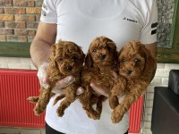 EN GÜZEL TOY POODLE YAVRULAR ANKARA MAĞAZAMIZDA GÖRÜN