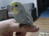 Ele Alışık Muhabbet Kuşu Yavrular