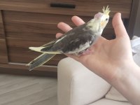 Yeni yeme düşen eğitmelik sultan papağanı yavru