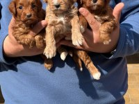 IRKININ EN İYİLERİNİ İSTEYENLERE MALTİPOO